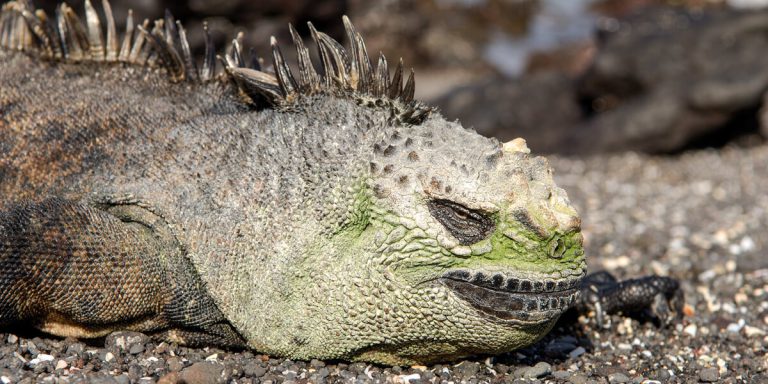 Marine Iguana in Española Island (Gardner Bay and Punta Suarez) Galapagos - Ecuador