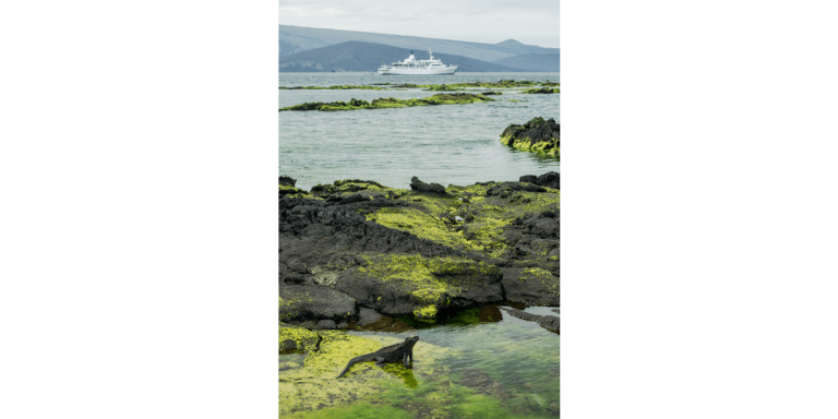 Marine Iguana feeding in Galapagos Islands, Galapagos Legend