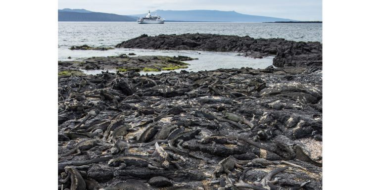 Marine Iguanas resting en (Amblyrhynchus cristatus), Espinoza Point on Fernandina Island in the Galapagos Islands