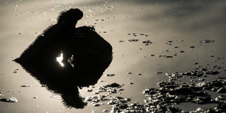 silhouette of marine iguana Galapagos Island - Ecuador