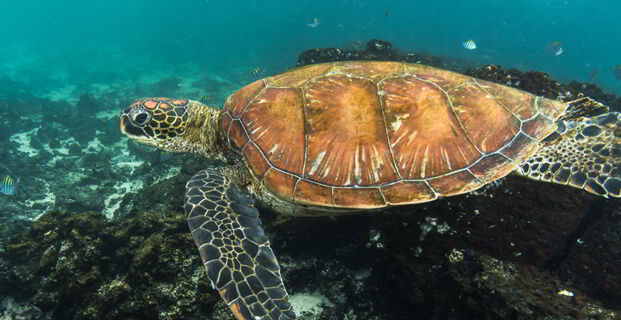 Galapagos Green Turtle (Chelonia mydas agassisi) South America - Pacific Ocean - Ecuador