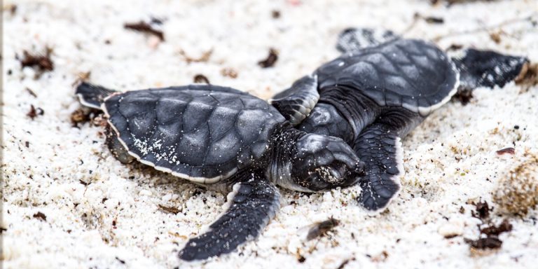 Sea Turtle babies resting in the sand