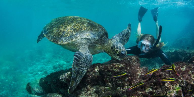 Galapagos Green Turtle (Chelonia mydas agassisi), Endemic Subspecies Galapagos