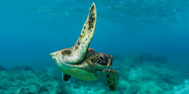 Galapagos Green Turtle - Ecuador