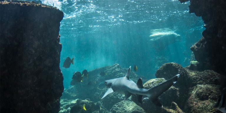 Reef Shark Galapagos Islands