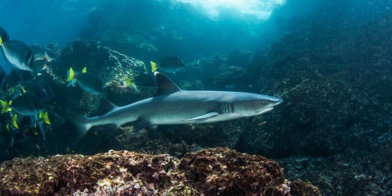 Shark Galapagos Islands - Pacific Ocean South America