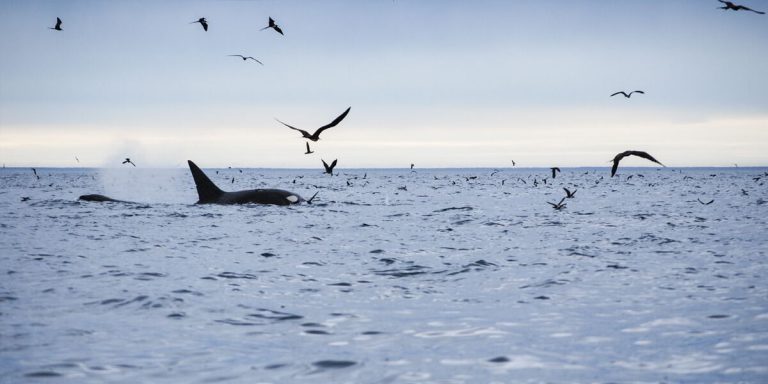 Killer Whale in Galapagos Islands