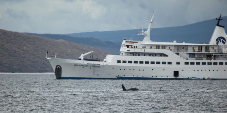 Whale in Galapagos Islands, swimmer's daily experience onboard the M/V Galapagos Legend