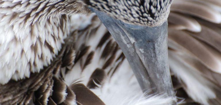 Galapagos Blue Footed Booby, face close up