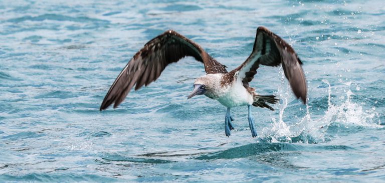 Galapagos Blue Footed Booby flying in the Pacific Ocean