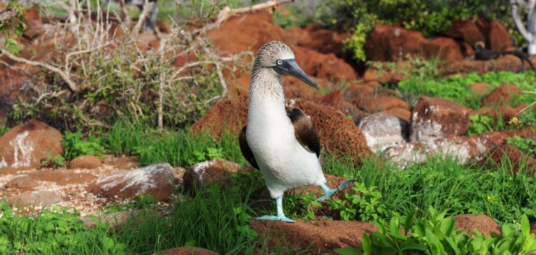 Galapagos Blue Footed Booby, couple doing sky-pointing mating dance