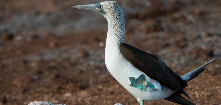 Galapagos Blue Footed Booby