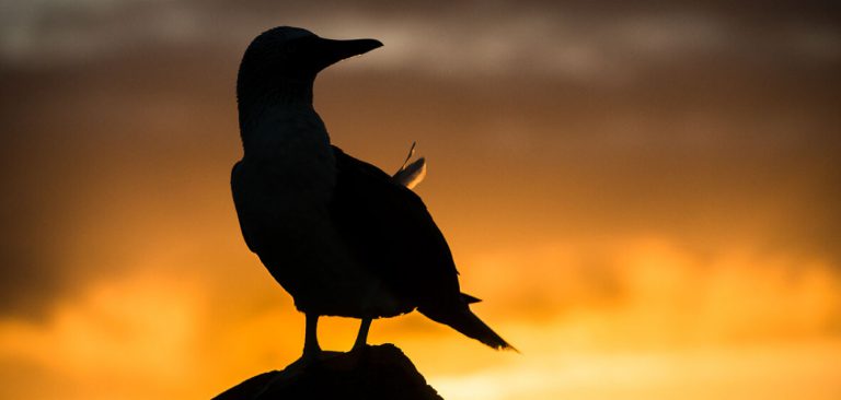 Galapagos Blue Footed Booby silhouette