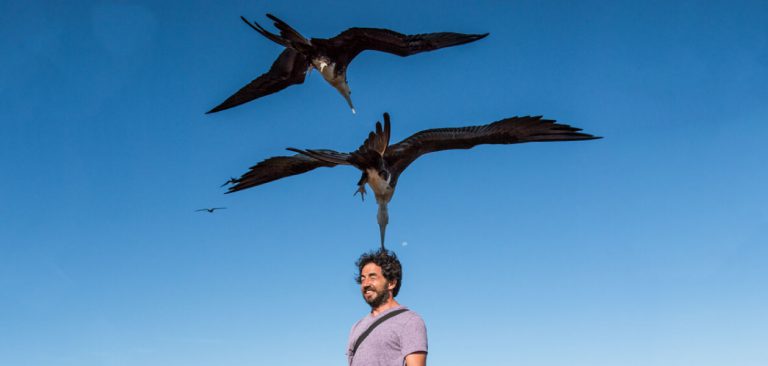 Frigatebirds in North Seymur Galapagos - Ecuador