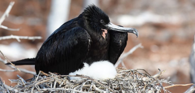 Frigatebird in Galapagos Islands