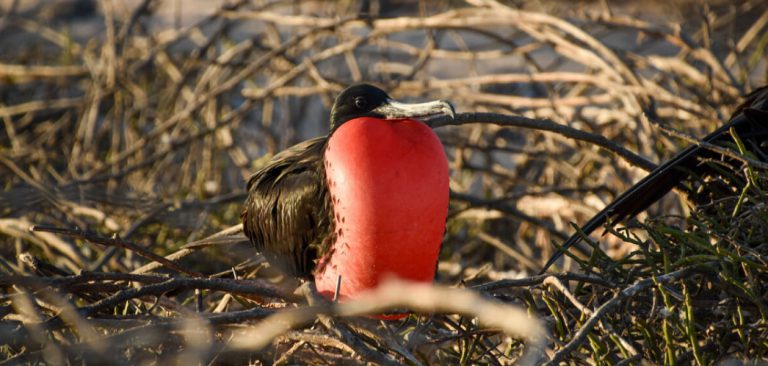 Male Frigatebird flying in Galapagos Islands - Ecuador