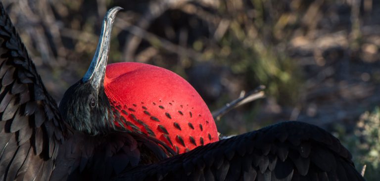 Frigatebird in Galapagos Islands