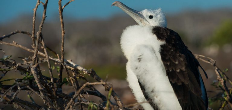 Baby Frigate bird in Galapagos Islands