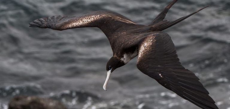 Female Frigatebird in Galapagos Islands