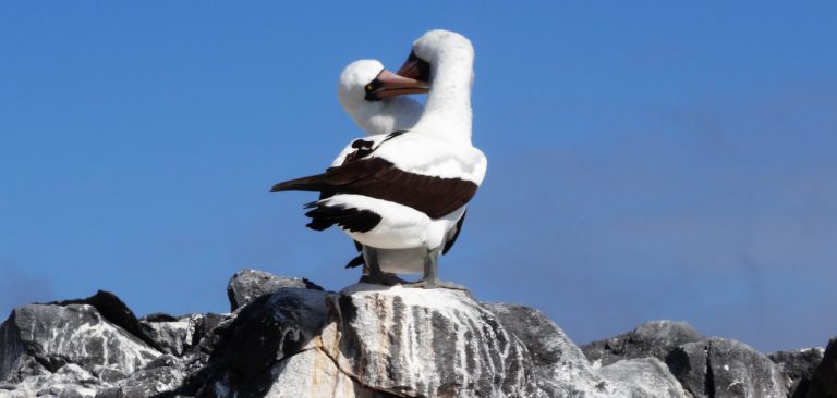 Masked Booby couple in Galapagos