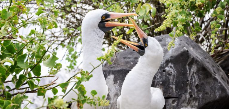 A pair of masked boobies courting in Galapagos Islands