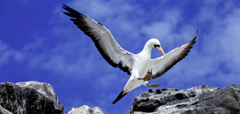 Masked Booby flying in Galapagos