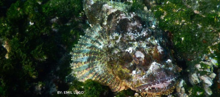 Remarkable effects of ocean currents on the Galapagos Islands