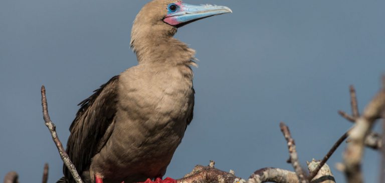 Red-Footed Booby, Galapagos Islands