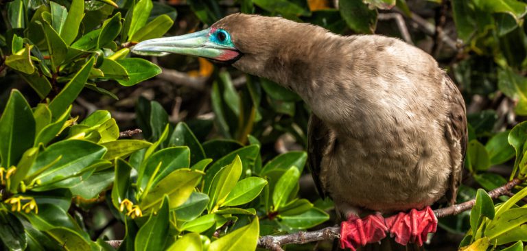 Red-Footed Booby, Galapagos Islands Ecuador