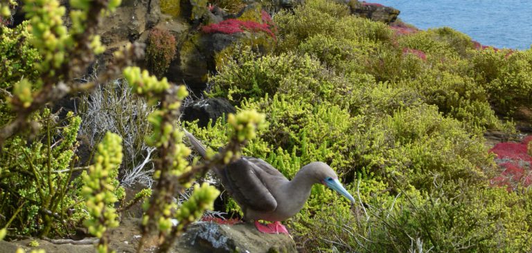 Galapagos Islands Red-Footed Booby, Galapagos Legend