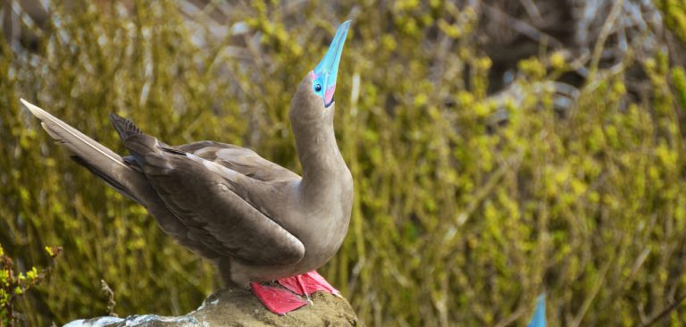 Galapagos Islands Red-Footed Booby