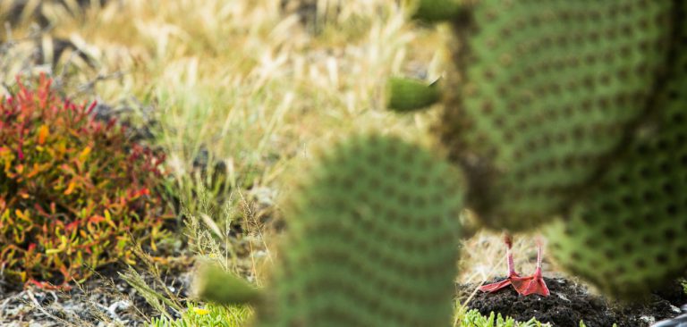 Red-Footed Booby feet in Galapagos Islands, cactus landscape