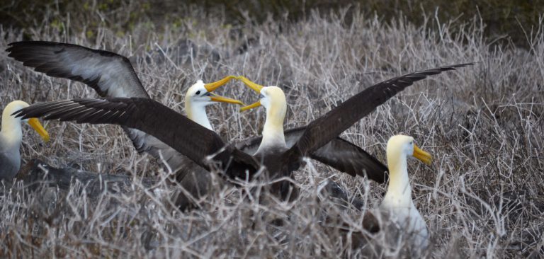 Galapagos Albatross couple in Española Island