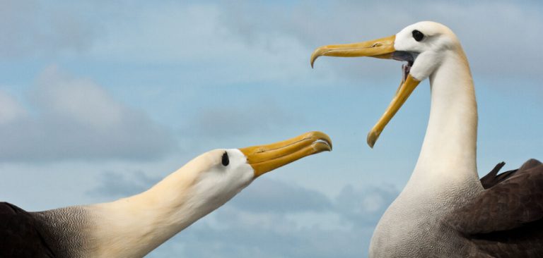 Galapagos Albatross in courtship ritual