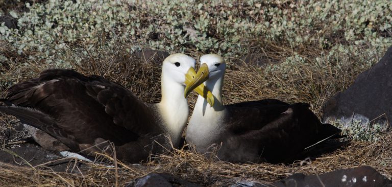 Galapagos Albatross couple in Española Island