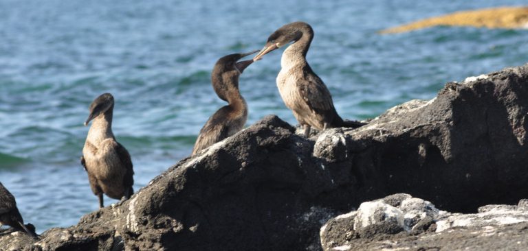 Flightless Cormorant fighting with a iguana in Galapagos