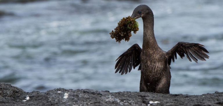 Flightless Cormorant in the Galapagos Islands with nesting material in beak