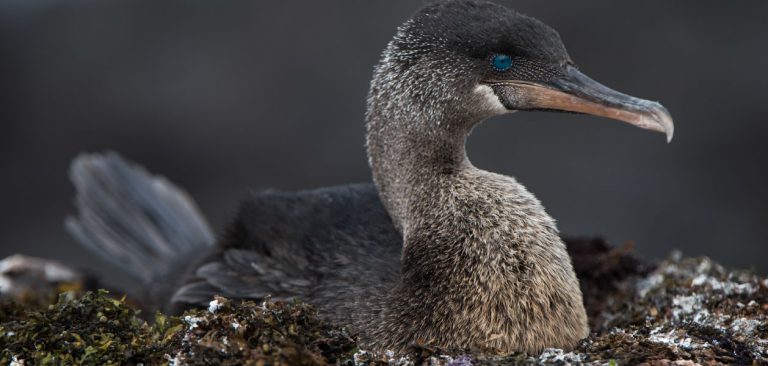 Flightless cormorant settling on its nest at Punta Espinoza on Fernandina Island in Galapagos