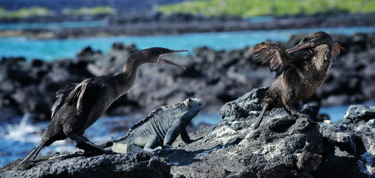 Flightless Cormorant fighting with a iguana in Galapagos