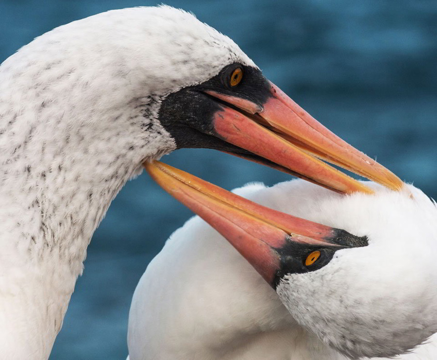 Pair of Nazca boobies pruning the plumage