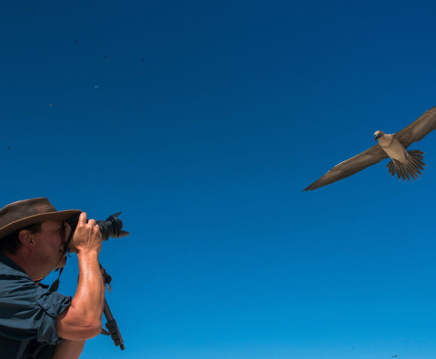 Tourist photographing a red-footed booby on the Genovesa island Galápagos