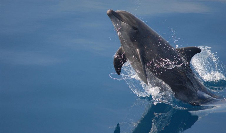 Galapagos Dolphin