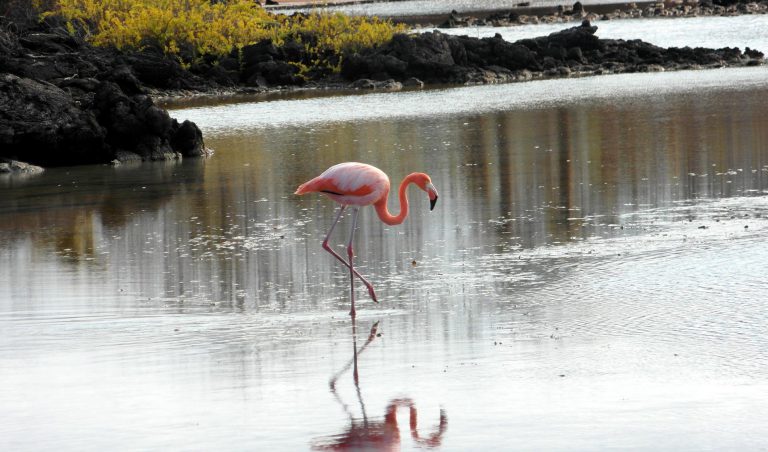 Galapagos Flamingo