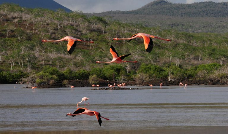 Galapagos Flamingos