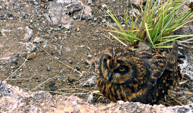 Galapagos Owl