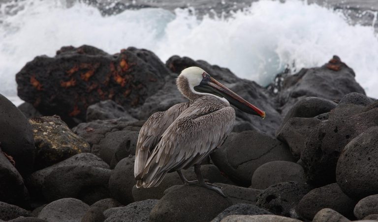 Galapagos Brown Pelican