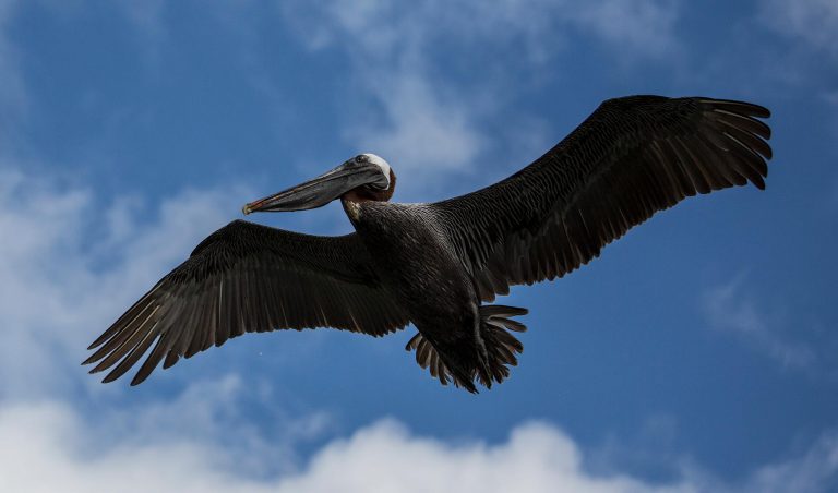 Galapagos Brown Pelican