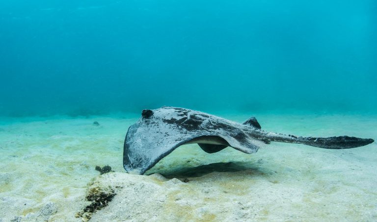 Galapagos Stingray