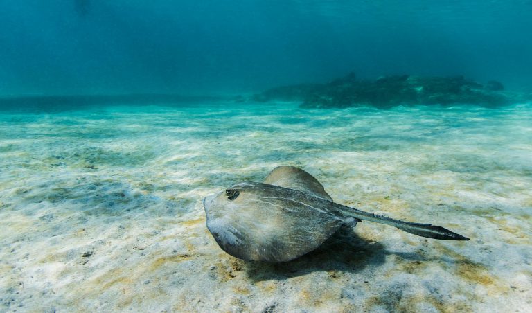 Galapagos Stingray