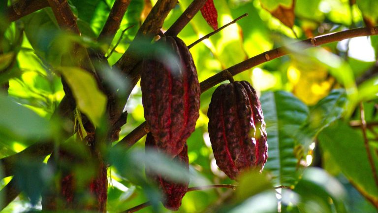 Tropical Hacienda & its Flora and Fauna